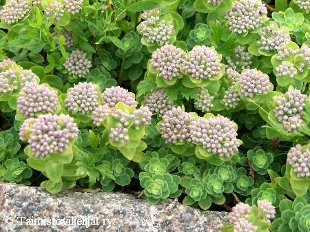 Sedum anacampseros, mykerömaksaruoho